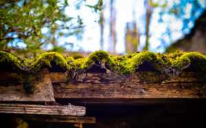 moss roof