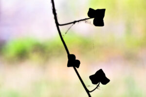 trailing Ivy