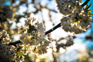 Spring Blossom