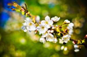 More Spring Blossom