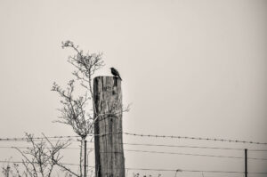 Chirp