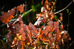 Sun-Withered Leaves