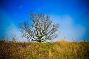 Up on the Hill