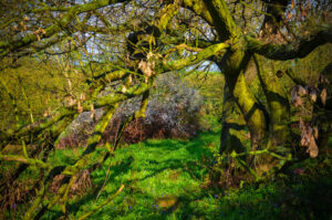 Beneath the Tree