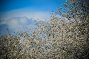 Blossom Clouds