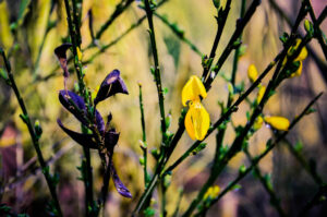 Black & Yellow