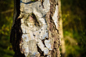 Bugs on Bark