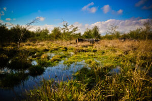 Swamp