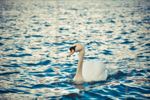 Harthill Swan