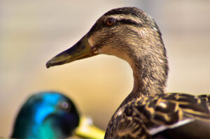 Duck's Head