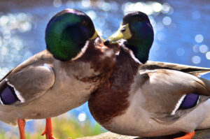 Duck Fight Bokeh
