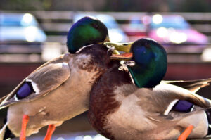 Duck Fight