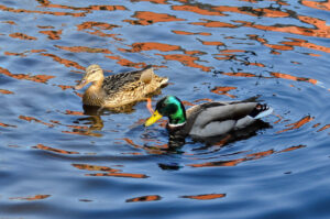 having a swim