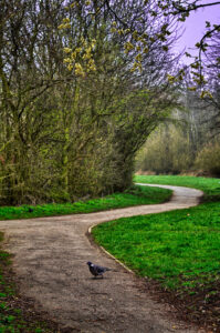 Pigeon's Path Dinnington, Rotherham