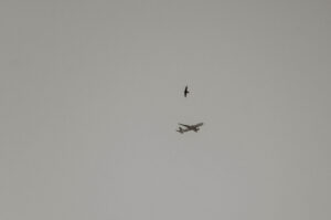 two birds. Flickr | Facebook