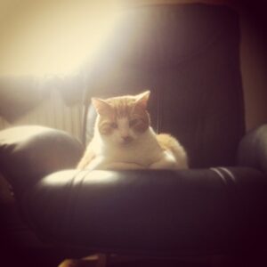 Super Villain Cat (Taken with Instagram)