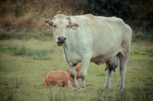 Cows in Edale Cows in Edale Cows in Edale