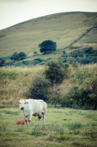 Cows in Edale Cows in Edale Cows in Edale