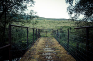The Abandoned Bridge