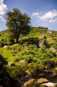 Tree, on the hillside.