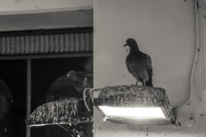 Bird Shit Hotel