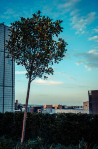 Tree's View Sheffield
