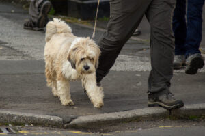 Out for a walk Sharrow Vale Market - 7th October '12
