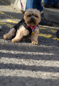 Sharrow Vale Market - 7th October ‘12