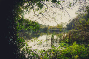 Fall Lake Roche Abbey