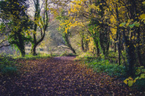 Autumn Woodland Roche Abbey