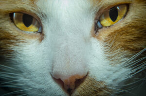 Meow.
