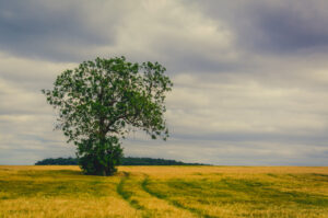 Farm Tree View on Flickr | View on 500px