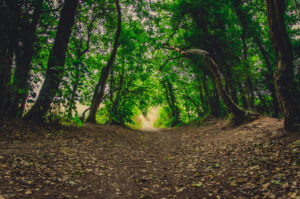 Kendal Woods View on Flickr | View on 500px