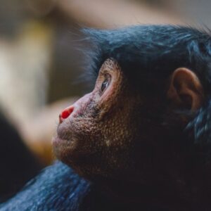 #amsterdam #zoo #photography #preview