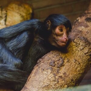 #zoo #amsterdam #streetphotography #street #photography #preview #d7000 #nikon