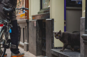 Watchful Eyes