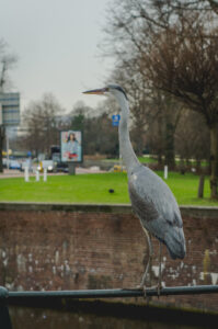 Heron