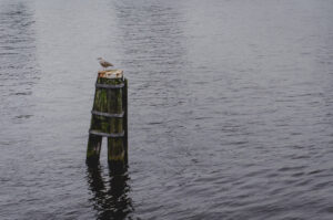 Perched
