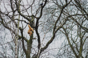 Swinging Orangutan