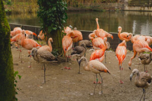 Pink Flamingos