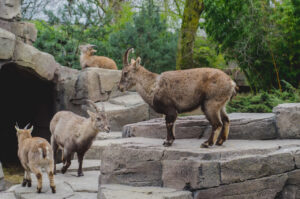Mountain Goats
