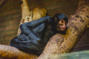 Chimp, in tree