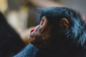 Chimp, profile