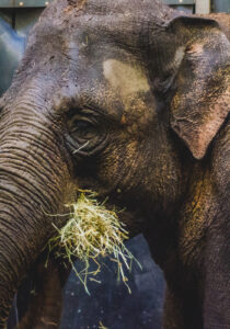The Elephant