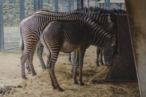 Zebras