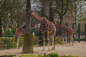 Hungry Giraffes