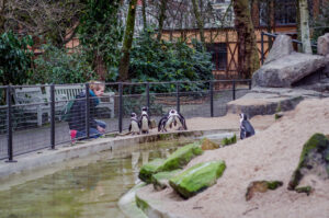Petting Penguins