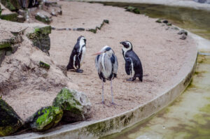 Penguin Conversation