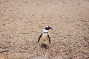 Lone Penguin