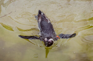 Swimming Penguin